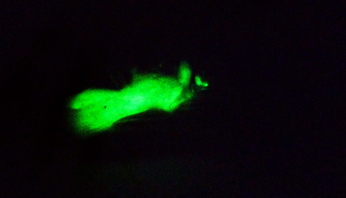 Ilustracja do artykułu "Światło w ciemności - bioluminescencja łycznika ochrowego"
