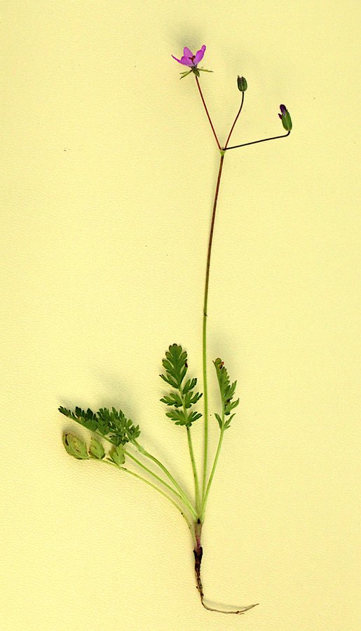Ilustracja do artykułu "Erodium cicutarium - a plant catapult and moving seeds"