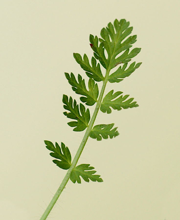 Ilustracja do artykułu "Iglica pospolita - roślinna katapulta i ruchliwe nasiona"