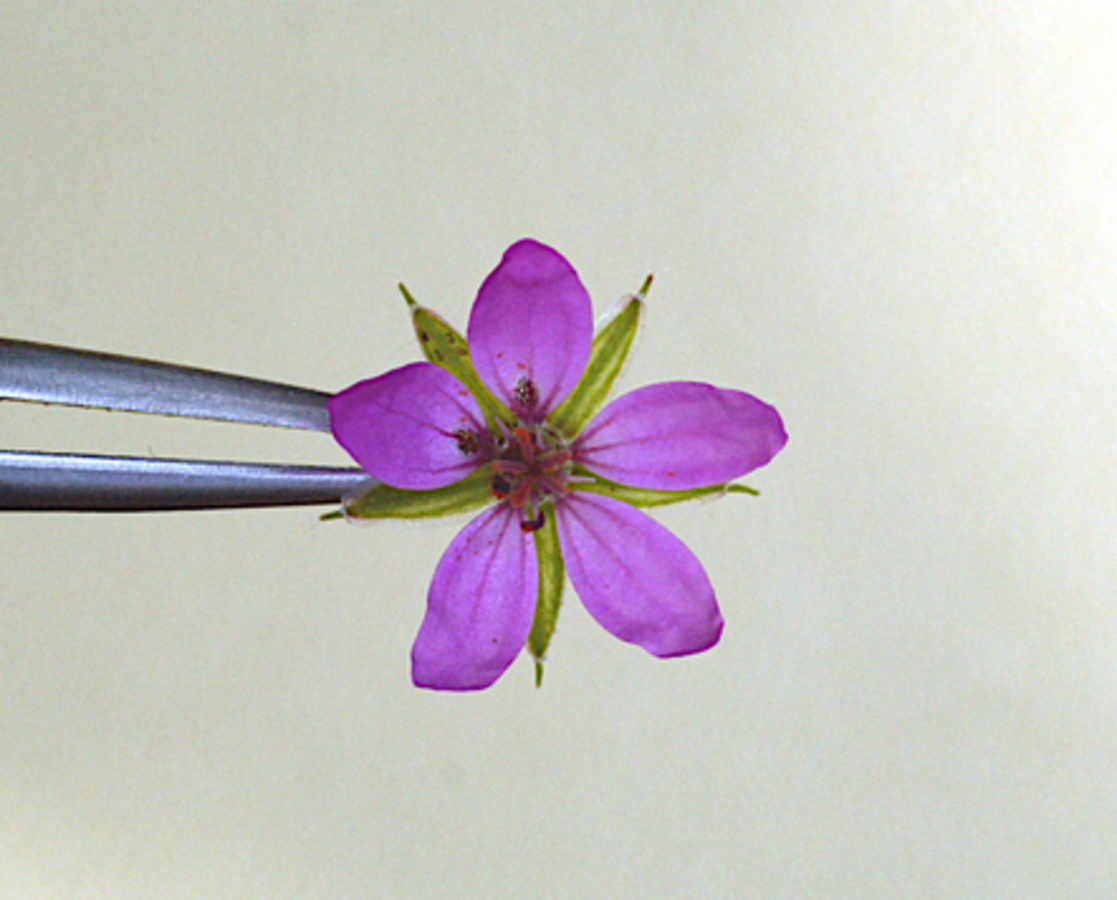 Ilustracja do artykułu "Erodium cicutarium - a plant catapult and moving seeds"